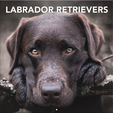 Labrador Retreivers Photo 2026 Wall Calendar