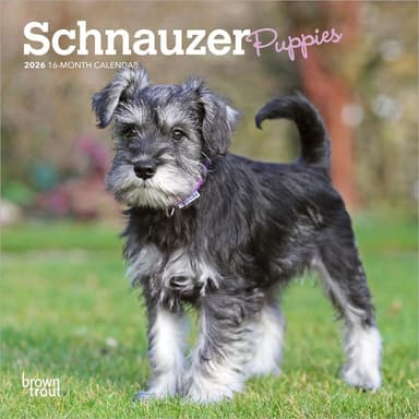 Schnauzer Puppies 2026 Mini Wall Calendar