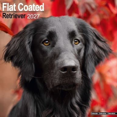 Flatcoated Retriever 2027 Wall Calendar