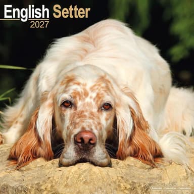 English Setter 2027 Wall Calendar