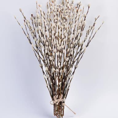 Pussy Willow Branches for Sale 45 Stems